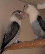 Mooie Jonge Agapornis Fischerie, Meerdere dieren, Dwergpapegaai of Agapornis, Tam