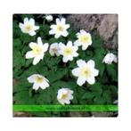 Vasteplant in pot Anemone sylvestris Bosanemoon, Ophalen of Verzenden, Lente, Overige soorten, Halfschaduw