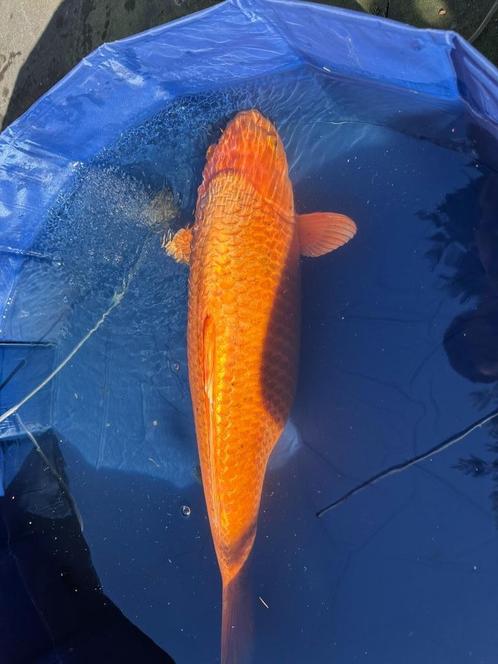 kigoi Japanse Jumbo Koi, Dieren en Toebehoren, Vissen | Vijvervissen, Karper of Koi