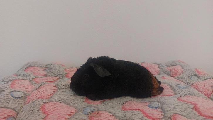 Us teddy Beer met stamboom, Dieren en Toebehoren, Knaagdieren, Mannelijk, Cavia, December, Tam