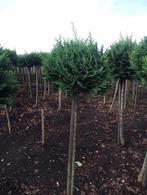 Chamaecyparis Whitespot - conifeer - bol op stam, Tuin en Terras, Ophalen, Bloeit niet, Overige soorten, Volle zon