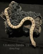 Koppel Heterodon Nasicus Haakneus slang 1.1 Arctic Conda, Dieren en Toebehoren, Reptielen en Amfibieën, Slang, 0 tot 2 jaar