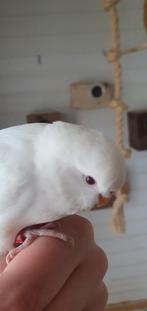 Jonge albino grasparkiet, Dieren en Toebehoren, Vogels | Parkieten en Papegaaien, Geslacht onbekend, Parkiet, Tam