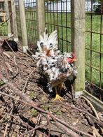 Haantjes 12 weken, Cream legbar, Marans, Zweedse bloemenkip, Dieren en Toebehoren, Mannelijk, Kip