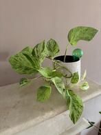 Scindapsus Aureus in een pot/kamerplant, Ophalen, In pot, Halfschaduw, Minder dan 100 cm