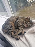 Kat ter adoptie, Poes