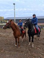 Ter lease aangeboden lieve D pony ruin, Dieren en Toebehoren, Ophalen of Verzenden