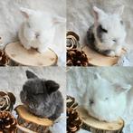 Mooie lieve minilop babykonijntjes, Dieren en Toebehoren, Konijnen, Meerdere dieren, Dwerg, Hangoor, 0 tot 2 jaar