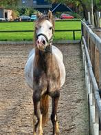 Lieve 3-jarige Welsh Pony – Gezinspony, Merrie, A pony (tot 1.17m), Gechipt, 3 tot 6 jaar