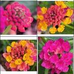 Wisselbloem (Lantana camara) nr.56, Ophalen of Verzenden, Zomer, Volle zon