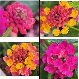 Wisselbloem (Lantana camara) nr.56, Tuin en Terras, Planten | Tuinplanten, Volle zon, Zomer, Ophalen of Verzenden