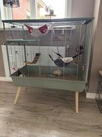 Twee tamme ratten, Dieren en Toebehoren, Knaagdieren, Rat, April, Mannelijk, Tam
