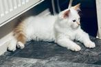 Razuivere siberische neva masquerade mogen verhuizen 🥰, Dieren en Toebehoren, Katten en Kittens | Raskatten | Langhaar, Meerdere dieren