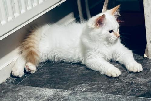 Razuivere siberische neva masquerade mogen verhuizen 🥰, Dieren en Toebehoren, Katten en Kittens | Raskatten | Langhaar, Meerdere dieren