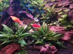 Platy's oranje/rood gratis, Dieren en Toebehoren, Vis, Zoetwatervis