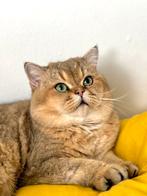 Knappe golden black shaded dekkater kat poes kittens, Dieren en Toebehoren, Katten en Kittens | Raskatten | Korthaar, Kater, Gechipt