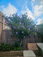 Hibiscus syriacus - 2 meter hoog, Overige soorten, 100 tot 250 cm, Zomer, Ophalen