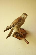 Taxidermie opgezet roofvogeltje, Verzamelen, Ophalen of Verzenden, Gebruikt, Vogel, Opgezet dier