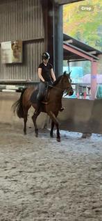 bijrijder aangeboden!, Dieren en Toebehoren, Paarden en Pony's | Verzorgingsproducten, Ophalen of Verzenden