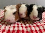 Superlieve ch teddy cavia’s!!!, Dieren en Toebehoren, Knaagdieren, Cavia, Meerdere dieren, Tam, September