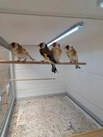 Majoor Putter wildkleur, Dieren en Toebehoren, Vogels | Overige Vogels, Mannelijk, Wildzangvogel, Geringd