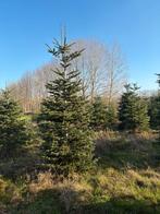 Nordmann Kerstbomen, Tuin en Terras, Overige soorten, 250 tot 400 cm, Zomer, Ophalen