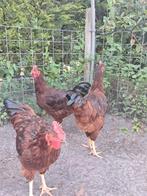 Rhode red island hanen, Dieren en Toebehoren, Pluimvee, Mannelijk, Kip