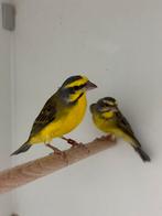 Mozambique sijs - serinus mozambicus, Dieren en Toebehoren, Vogels | Overige Vogels, Meerdere dieren, Tropenvogel, Geringd
