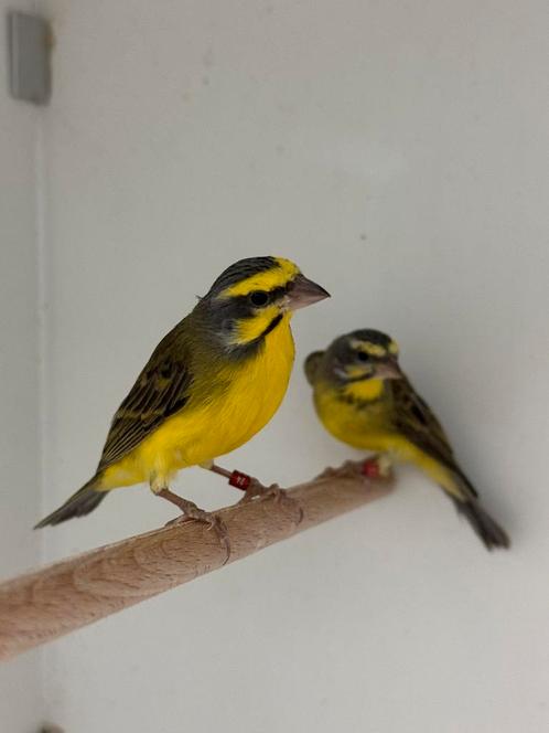 Mozambique sijs - serinus mozambicus, Dieren en Toebehoren, Vogels | Overige Vogels, Tropenvogel, Meerdere dieren, Geringd
