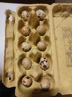 Japanse kwartel eieren, Ophalen of Verzenden