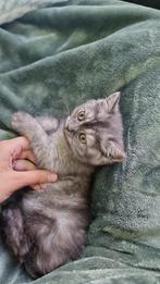 Prachtige raszuivere britse korthaar poesje beschikbaar, Dieren en Toebehoren, Katten en Kittens | Raskatten | Korthaar, Kater