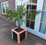 Trachycarpus fortunei palmboom in nieuwe douglas bloembak, Tuin en Terras, Planten | Tuinplanten, Overige soorten, Ophalen, Bloeit niet