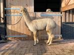 Mooie alpaca merrie, Dieren en Toebehoren, Maart, Vrouwelijk