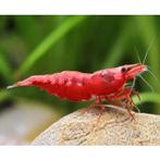 Hoge kwaliteit Fire Red garnalen "neocaridina", Dieren en Toebehoren, Vissen | Aquariumvissen, Kreeft, Krab of Garnaal, Zoetwatervis