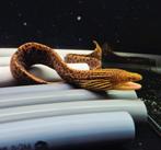 Zoetwater tijger murene 50/60cm, Vis, Zoetwatervis