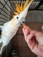 Mooie oranjekuif kaketoe, Dieren en Toebehoren, Vogels | Parkieten en Papegaaien, Geslacht onbekend, Papegaai, Geringd