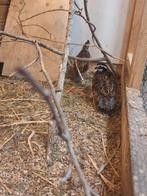 Koppel boomkwartels, Meerdere dieren