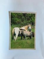 kaart paard veulen dier, Ophalen, 1980 tot heden, Ongelopen, Paard