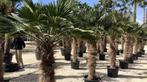 Trachycarpus Wagnerianus, Ophalen of Verzenden, 100 tot 250 cm, Palmboom, Volle zon