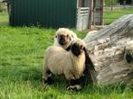 Walliser Schwarznase rammetje, Dieren en Toebehoren, Schapen, Geiten en Varkens, Mannelijk, Schaap, 0 tot 2 jaar