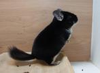 Chinchilla: 2 Geweldig Leuke vrouwtjes! (Legaal), Dieren en Toebehoren, Knaagdieren, Vrouwelijk, Chinchilla, Voor 1 juli 2024