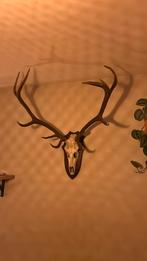 Herten schedel met gewei, Verzamelen, Dierenverzamelingen, Ophalen, Zo goed als nieuw, Hert, Schedel