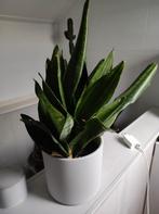 Sansevieria, Ophalen, Halfschaduw, Minder dan 100 cm