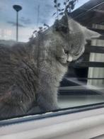 Een super mooie britse korthaar kitten, Dieren en Toebehoren, Katten en Kittens | Overige Katten, Poes, Kortharig, 0 tot 2 jaar