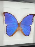 Morpho vlinder in lijst - Wildernis Atelier