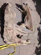 Kienhout grote stukken., Ophalen, Plant(en), Steen of Hout