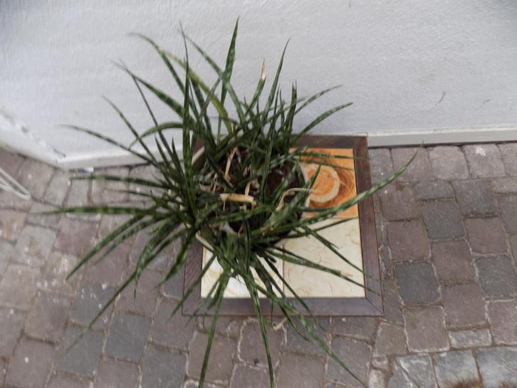 Plantentafel bijzettafel tafel vintage retro jaren 70, Huis en Inrichting, Woonaccessoires | Overige, Gebruikt, Ophalen of Verzenden