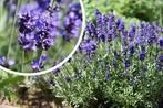 Lavendel ang Dwarf Blue. Lage blauwe lavendel P9, Tuin en Terras, Planten | Tuinplanten, Overige soorten, Volle zon, Vaste plant