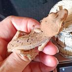 SuperDalmation wimpergekko vrouw voor Houten!, Dieren en Toebehoren, Reptielen en Amfibieën, Hagedis, 3 tot 6 jaar