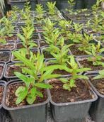 Jonge Granaatappelplantjes (Punica granatum), Tuin en Terras, Planten | Fruitbomen, Minder dan 100 cm, Overige soorten, Volle zon